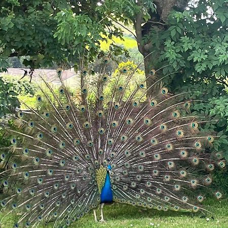 Family And Pet Friendly Farm Stay Ballyshannon Buitenkant foto