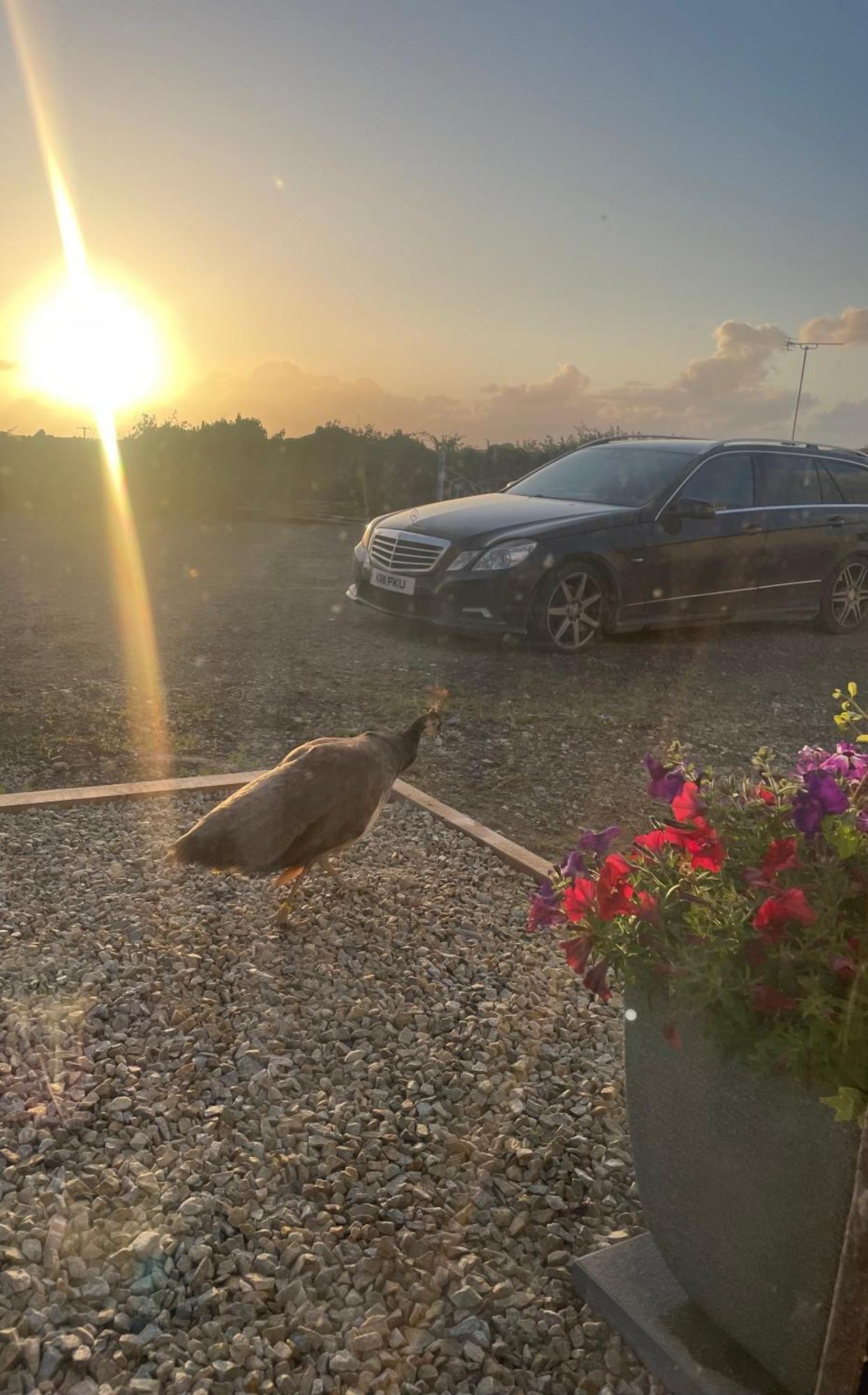 Family And Pet Friendly Farm Stay Ballyshannon Buitenkant foto